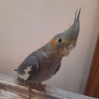 جوجه عروس هلندی ۲ ماهه ماده