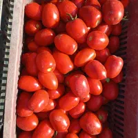 گوجه فرنگی