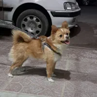 سگ .شیباوا