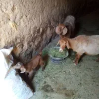 بزجوان و بزغاله