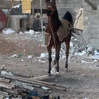 مادیان هفت ساله به همران یک کره یک ساله