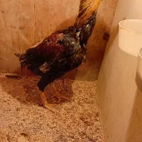 خروس لاری ۷ ماه تنه درشت