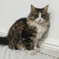 یه بچه گربه ۶ماهه ،نژاد دار باهوش|گربه|ایزدخواست, |دیوار