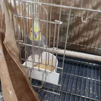 عروس هلندی نر آماده مست