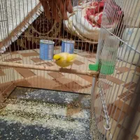 قناری نر مست خون|پرنده|مشهد, رده|دیوار