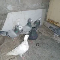 کفبوتر|پرنده|مشهد, شهید قربانی|دیوار