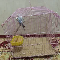 یک جفت مرغ عشق