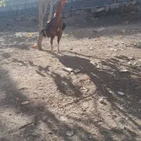 خروس لاری نسل دار