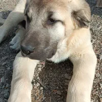 توله کانگال اصل