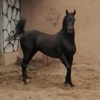 فروش سه راس اسب