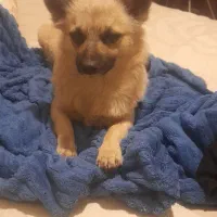 سگ پیدا شده