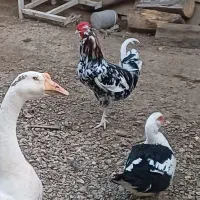 فروش خروس گلین۱ ساله