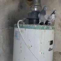 کبوتر خارجی|پرنده|نقده, |دیوار