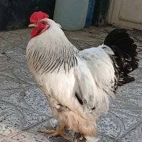 خروس پاپر