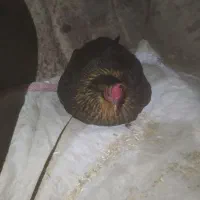 مرغ کرچ اسبام آباد