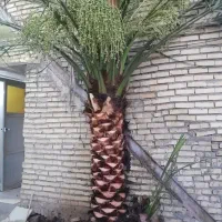 بریدن نخل و درخت قطع نخل هرس کردن نخل .استاد نخل|خدمات باغبانی و درختکاری|اهواز, گلستان|دیوار