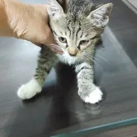 واگذاری رایگان