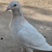 دوعدد کبوتر