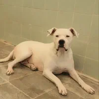 داگو آرژلنتینو .|سگ|بومهن, |دیوار