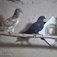 کفتر