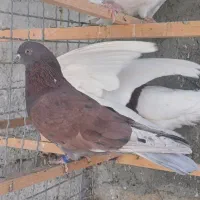 حیوون درجه یک|پرنده|وحیدیه, |دیوار