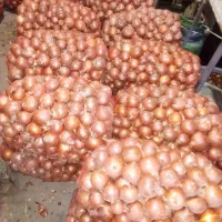 پیاز درجه 1|خوردنی و آشامیدنی|زنجانرود, |دیوار