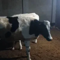 فروش چهارراس تلیسه دم کل صنعتی|حیوانات مزرعه|فرخشهر, |دیوار