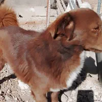 سگ نر اشپیتز-شیتزو|سگ|زنجان, |دیوار