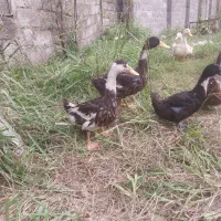 پنچ عدد اردک محلی