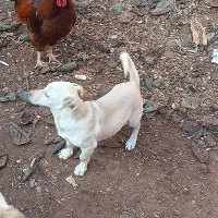 سگ پاکوتاه نر نگهبان|سگ|سبزوار, پاسداران|دیوار