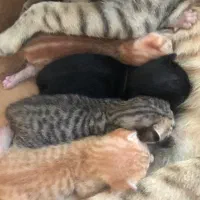 فروش 4عدد توله گربه