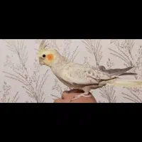 عروس هلندی مرواریدی ماده(گل باقالی)
