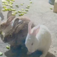 خرگوش لوپ|موش و خرگوش|دوگنبدان, |دیوار