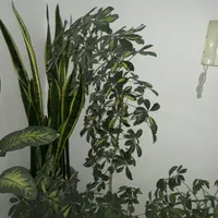خانه اجاره ای پنجتن ۱۷