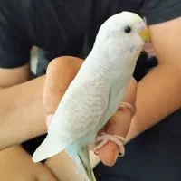 مرغ عشق آبی گمشده