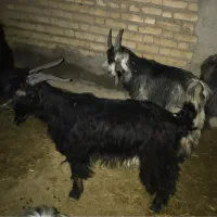 چپش و بز فروشی