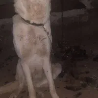 عراقی ۱۵ ماهع|سگ|مشگین شهر, |دیوار