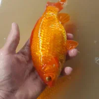 ماهی زینتی ق ر م ز