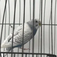 مرغ عشق|پرنده|پیرانشهر, |دیوار