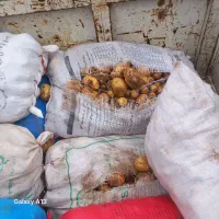 خرید و فروش سیب زمینی