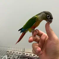 طوطی گرینچیک