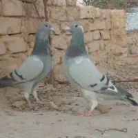 دو جفت مسافتی|پرنده|کرباسک, |دیوار