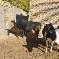 گاو هلشتاین درجه یک با گوساله|حیوانات مزرعه|قره چای, |دیوار