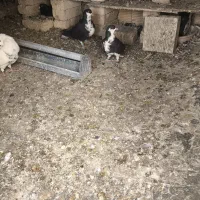 ۲ عدد گلین ماده|حیوانات|مبارکه, |دیوار