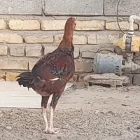 خروس و جوجه خروس|حیوانات مزرعه|زابل, |دیوار