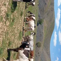 گاو با گوساله