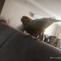 راهنمایی واگذاری عروس هلندی