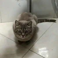 گربه پیریتین