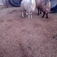 شادگان روستای منصورا