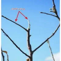 هرس درخت و باغداری|خدمات باغبانی و درختکاری|بجنورد, |دیوار